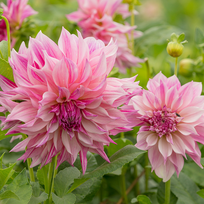 10020-Dahlia-Caf-au-Lait-Royal-02