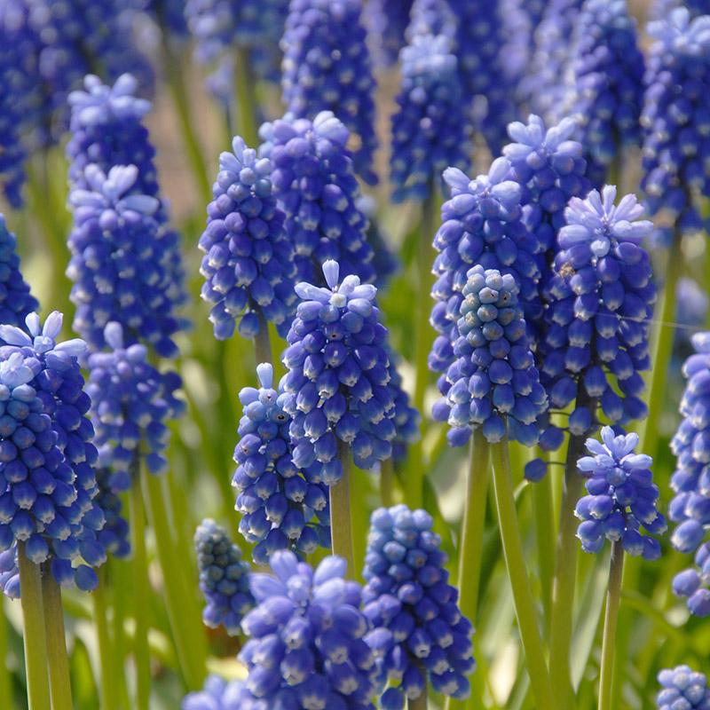 Blauw druifje aucheri Dark Eyes