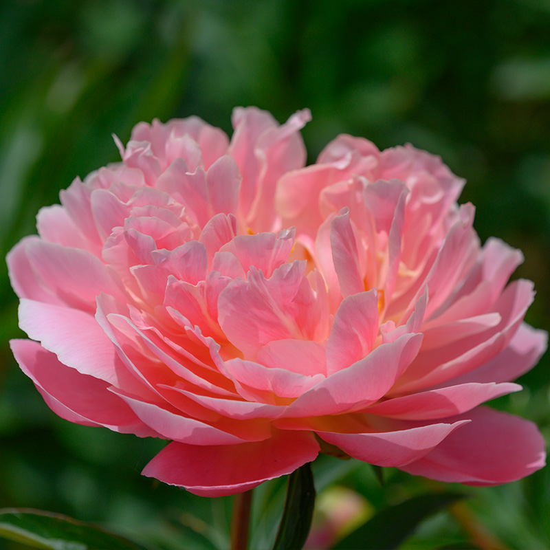 Pioenroos (Paeonia lactiflora) 'Pink Hawaiian Coral'