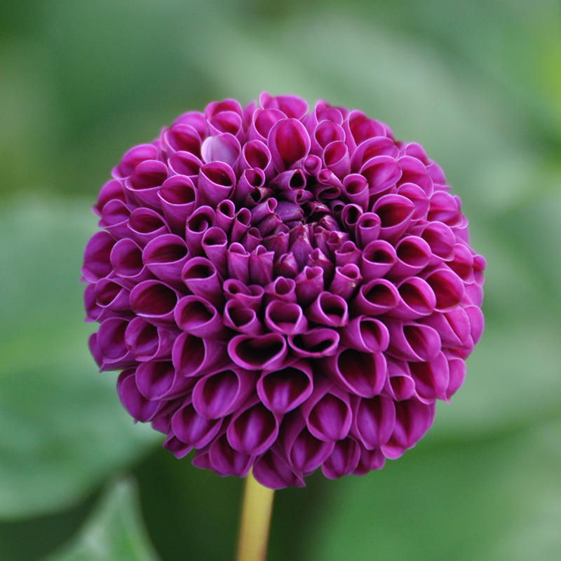 Dahlia Rocco