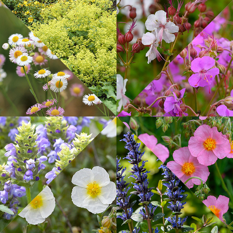Borderpakket bodembedekkers I