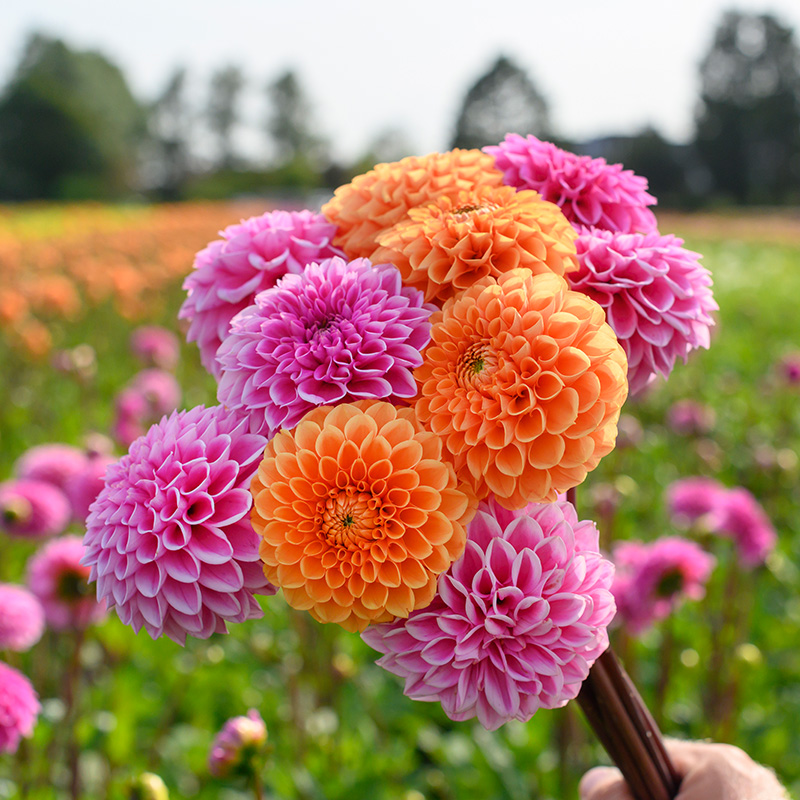 10646-Dahlia-Sylvia-04