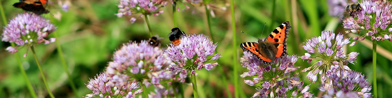 Meehelpen aan de biodiversiteit, maar hoe?
