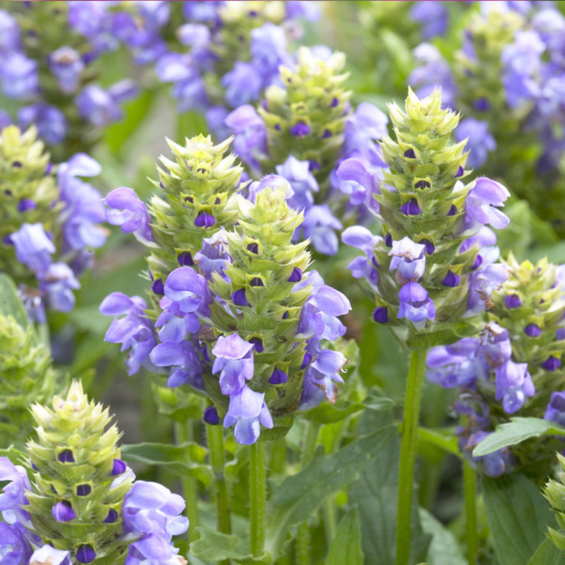 prunella-grandiflora-loveliness-2