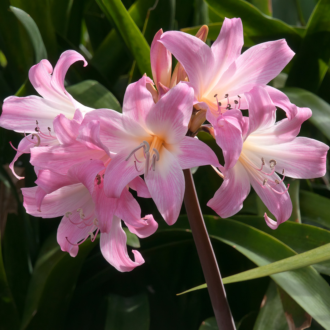 Tuinamaryllis Belladonna