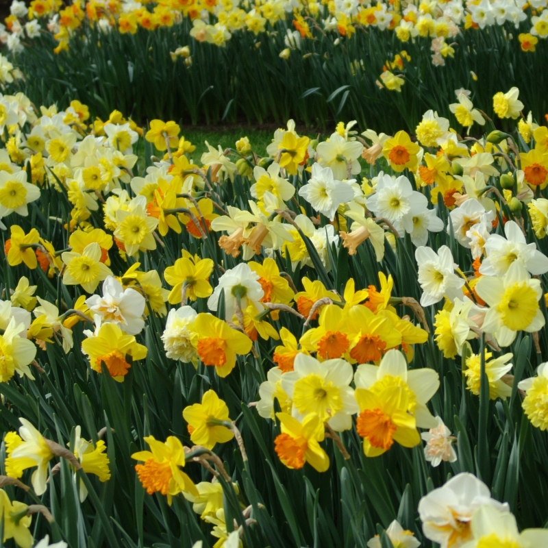 Narcis grootbloemig gemengd
