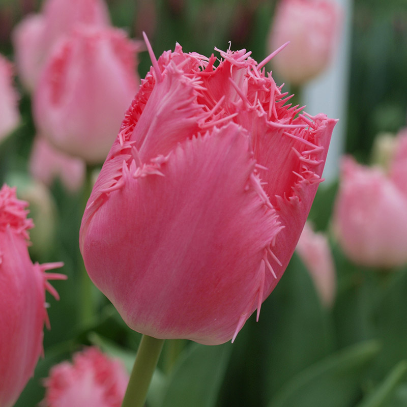 Tulp Cacharel®