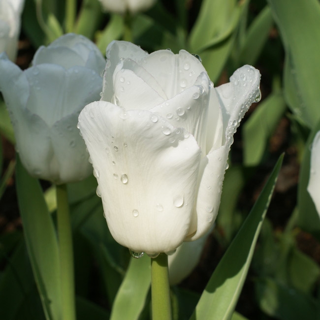 Tulp Calgary
