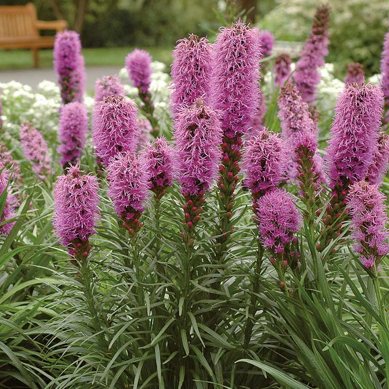 Liatris spicata