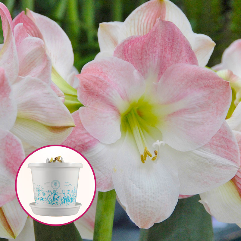 Amaryllis Apple Blossom op pot in geschenkdoos