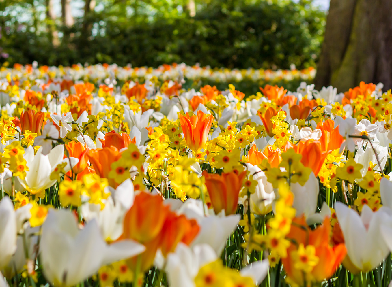 Voorjaarsfeestje: Plant je lentetuin in de herfst!