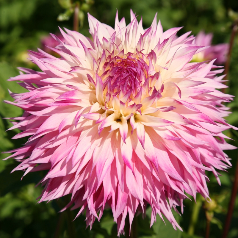 10400-Dahlia-Pinelands-Princess