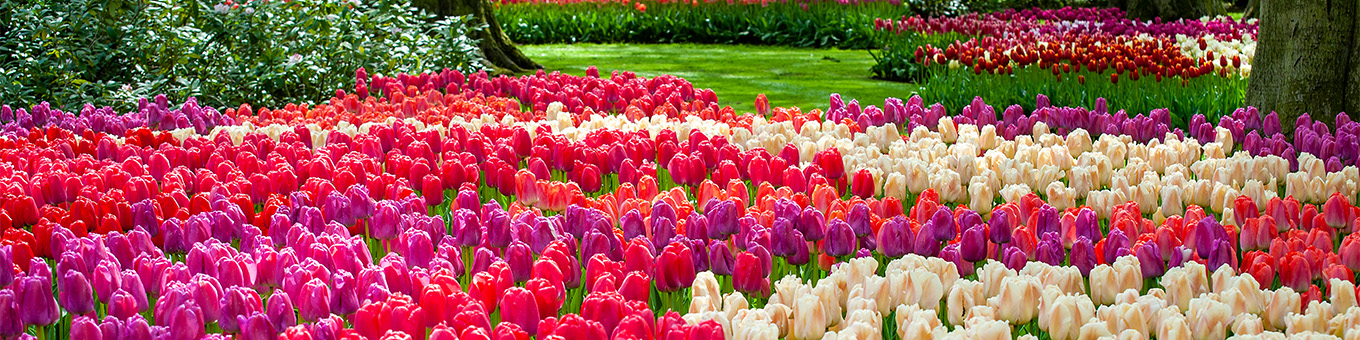 Keukenhof 2025 – Beleef de magie van bloemen!