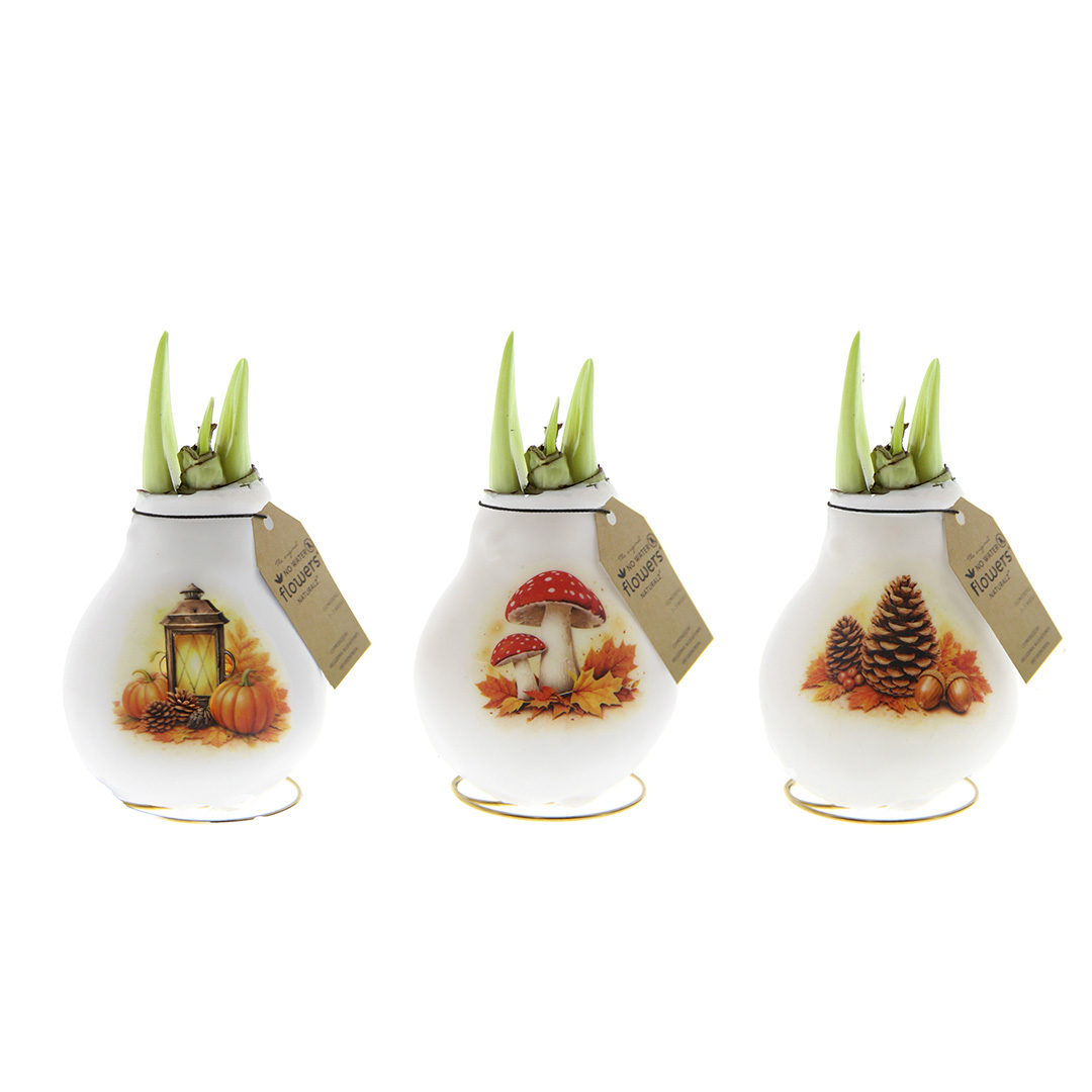 Wax Amaryllis Crafts Forest Mix