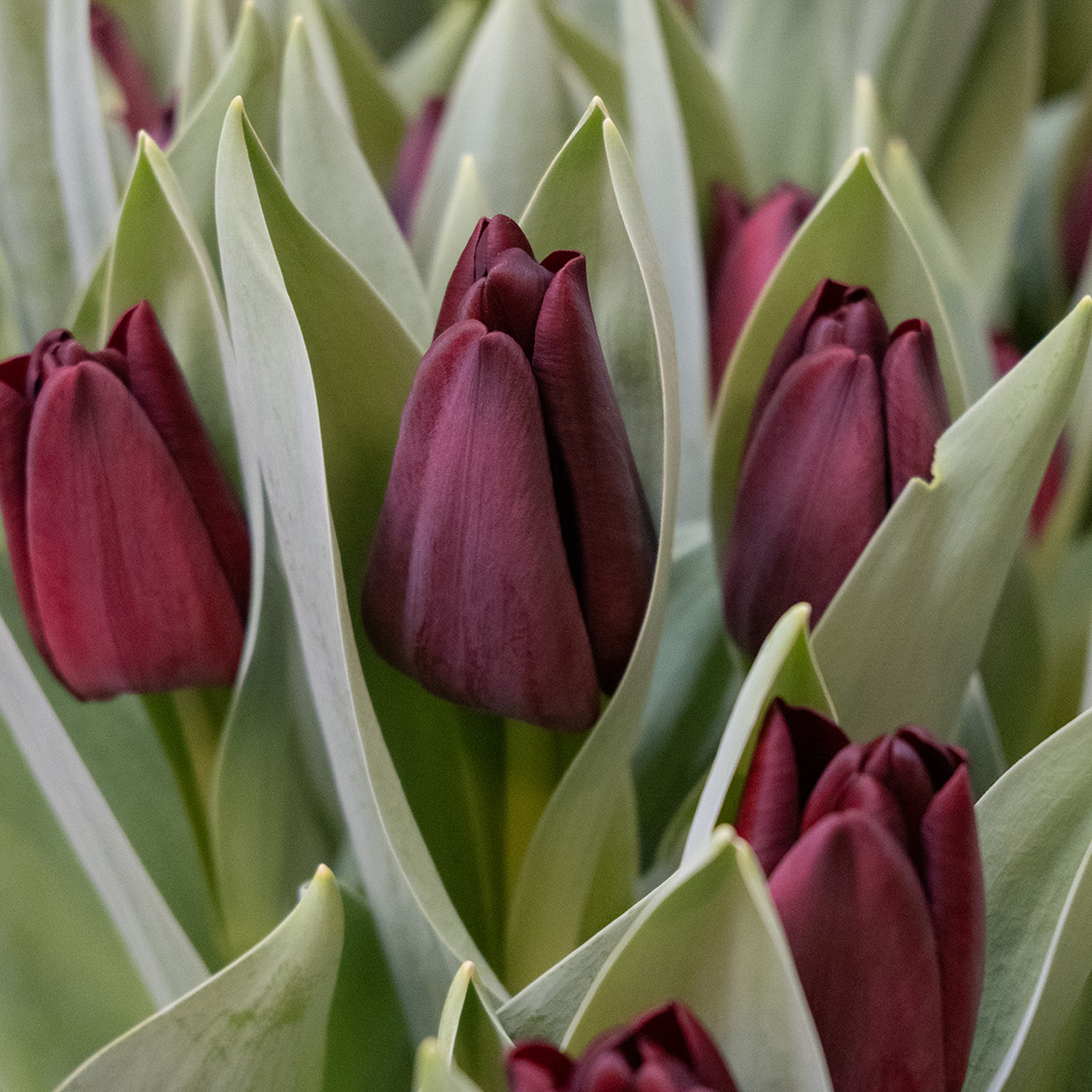 Tulp Toendra