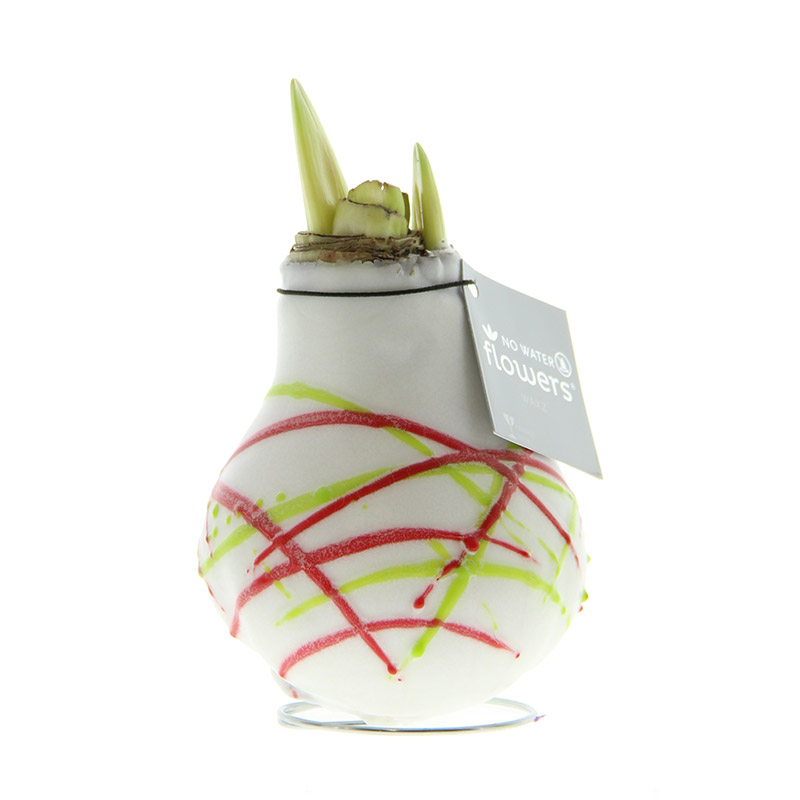 9009630-Wax-Amaryllis-Picasso-Wit