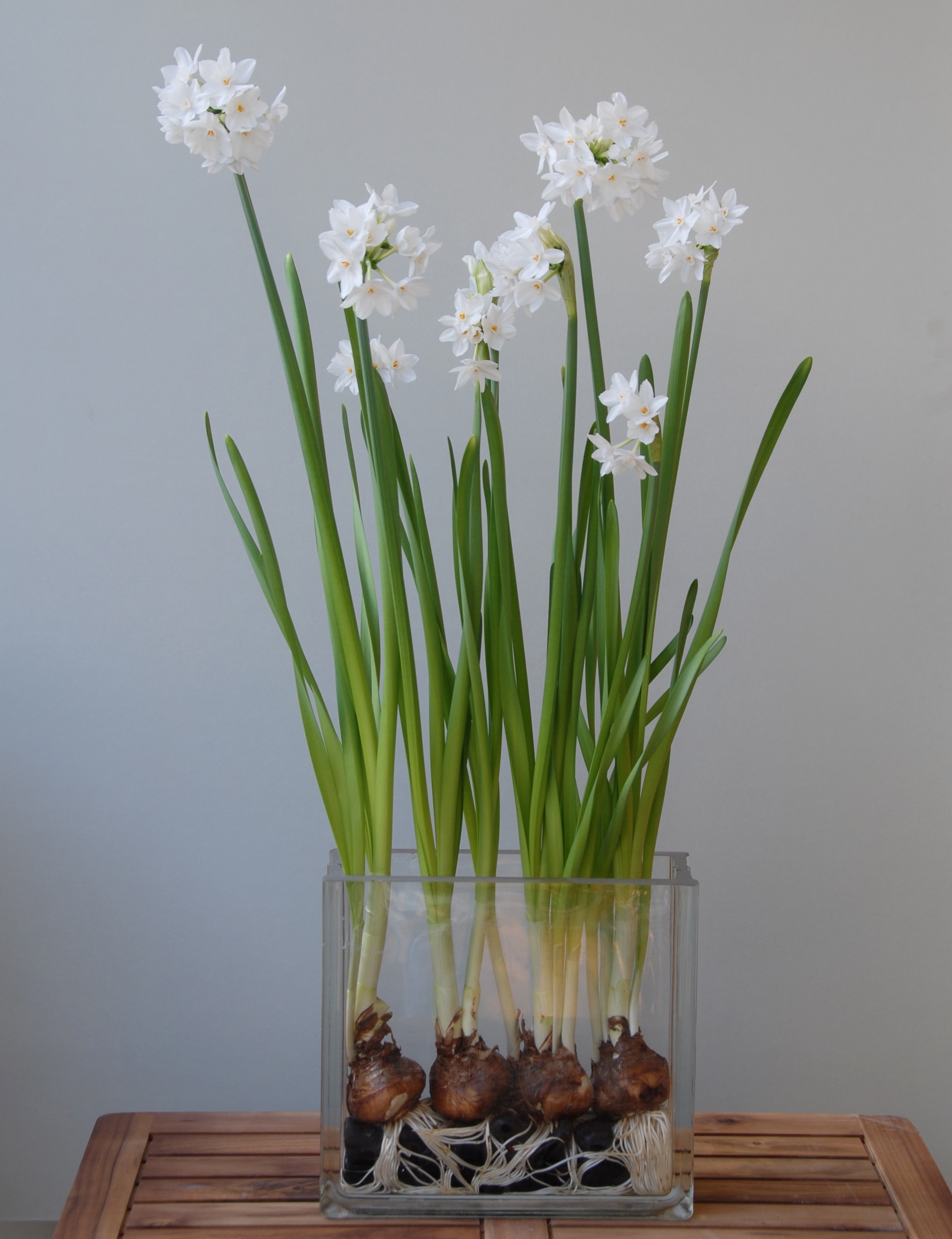 Narcis Ziva