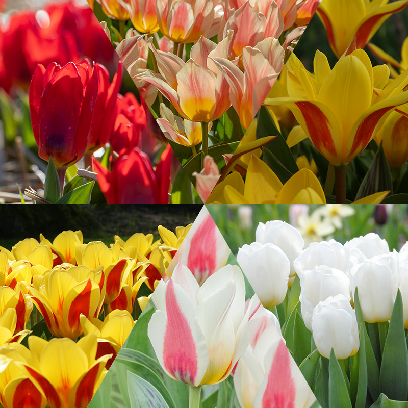 Bloembollenpakket vroeg bloeiende Tulpen