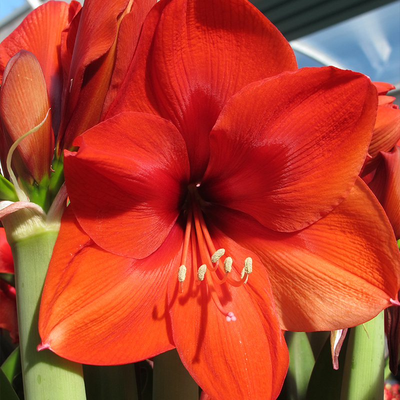 9414-Amaryllis-Naranja