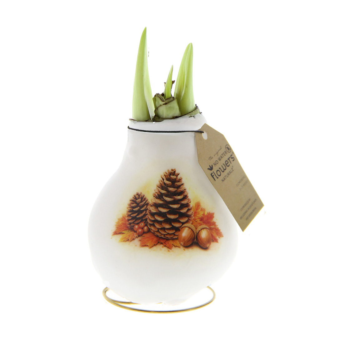 Wax Amaryllis Crafts Forest Dennenappel