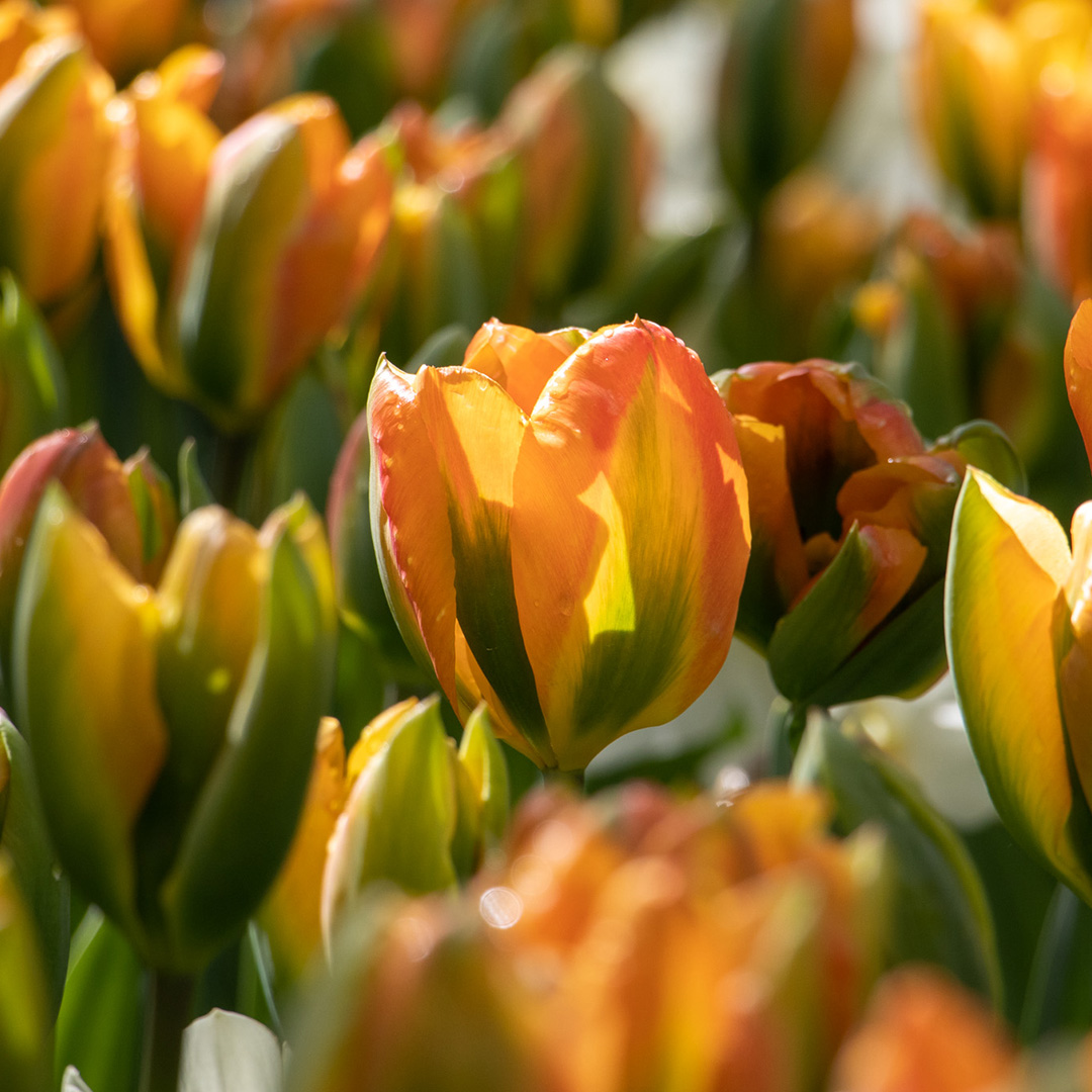 Tulp Orange Marmelade