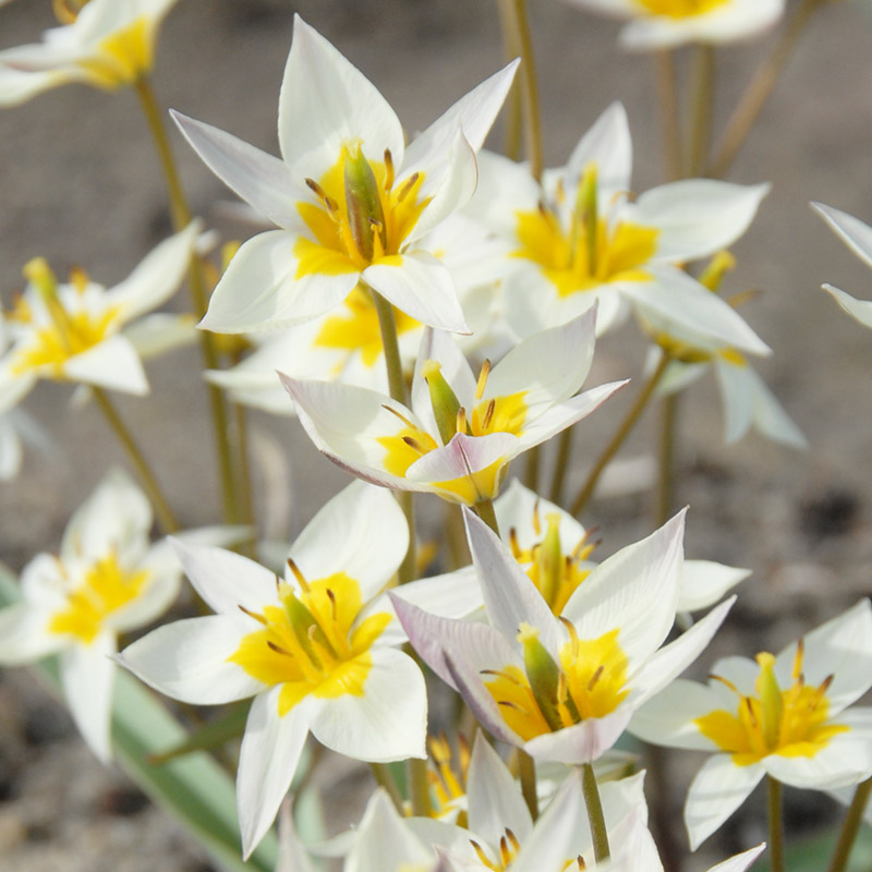 Tulipa turkestanica