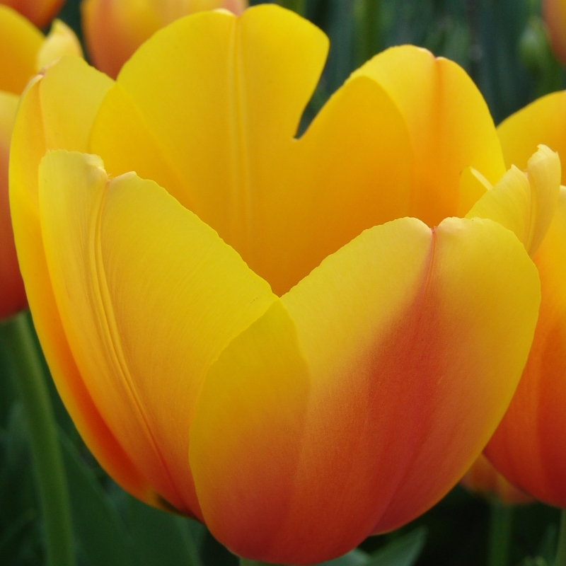 Tulp World Peace
