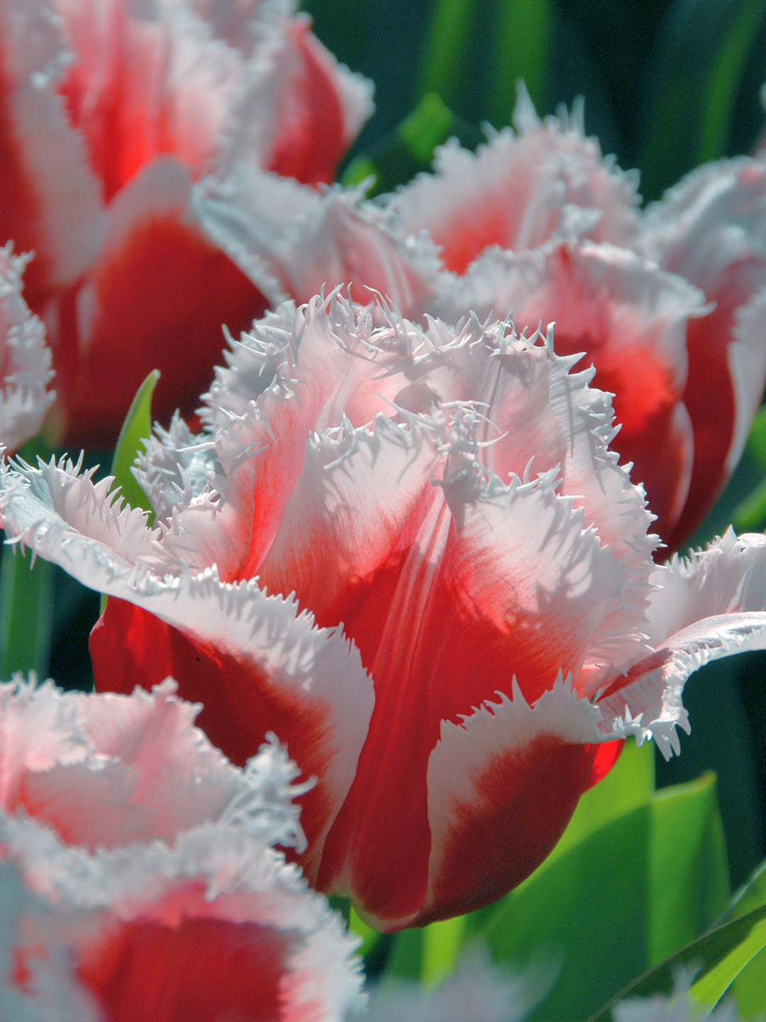 Tulp Canasta® Tulp Canasta®