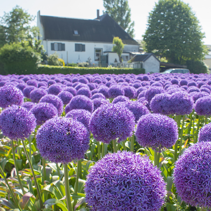 Allium Globemaster®