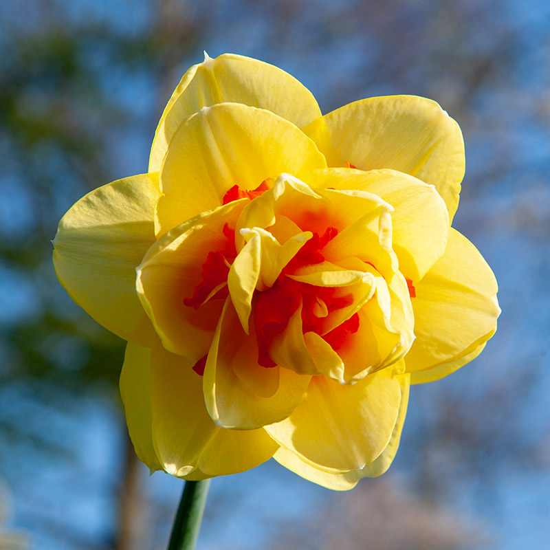 Narcis Tahiti
