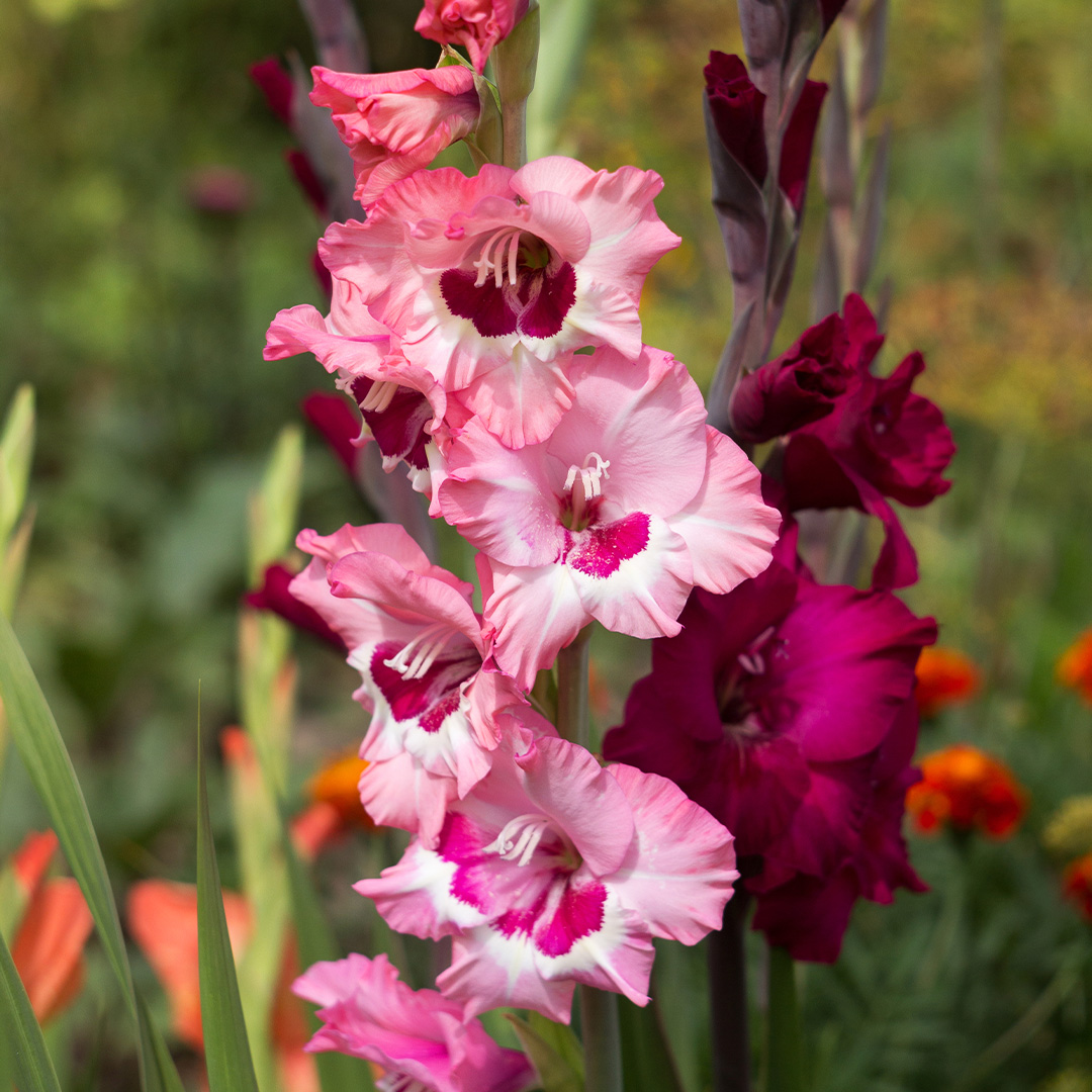 Gladiolus Wine and Roses