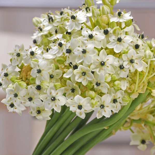 82030-Ornithogalum-saundersiae