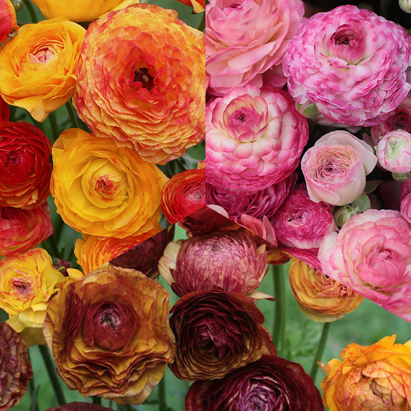 1250-Ranunculus-Picotee-mix