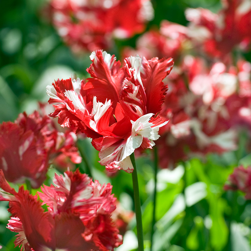 Tulipa Estella Rijnveld , à 10