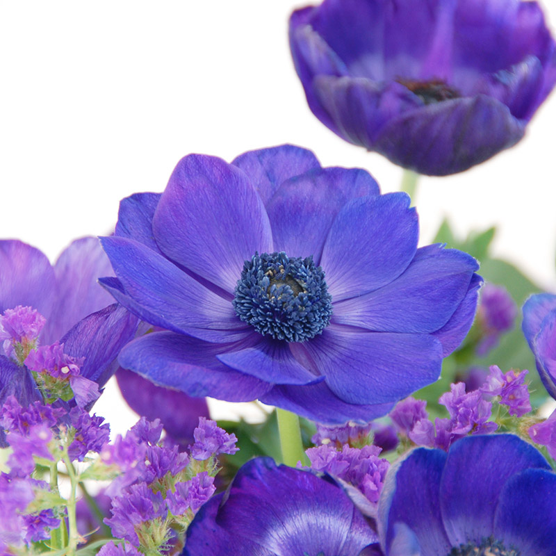 Anemone Mr. Fokker