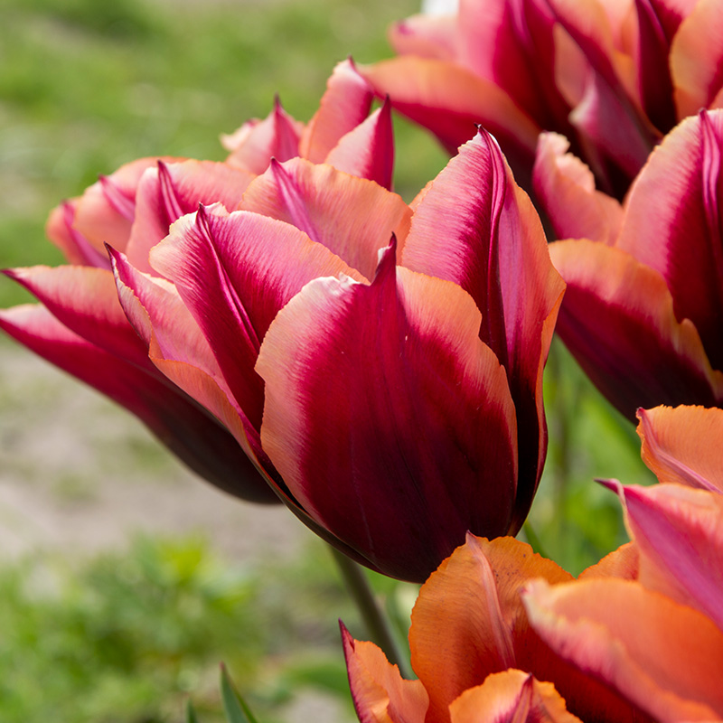 Tulp Slawa