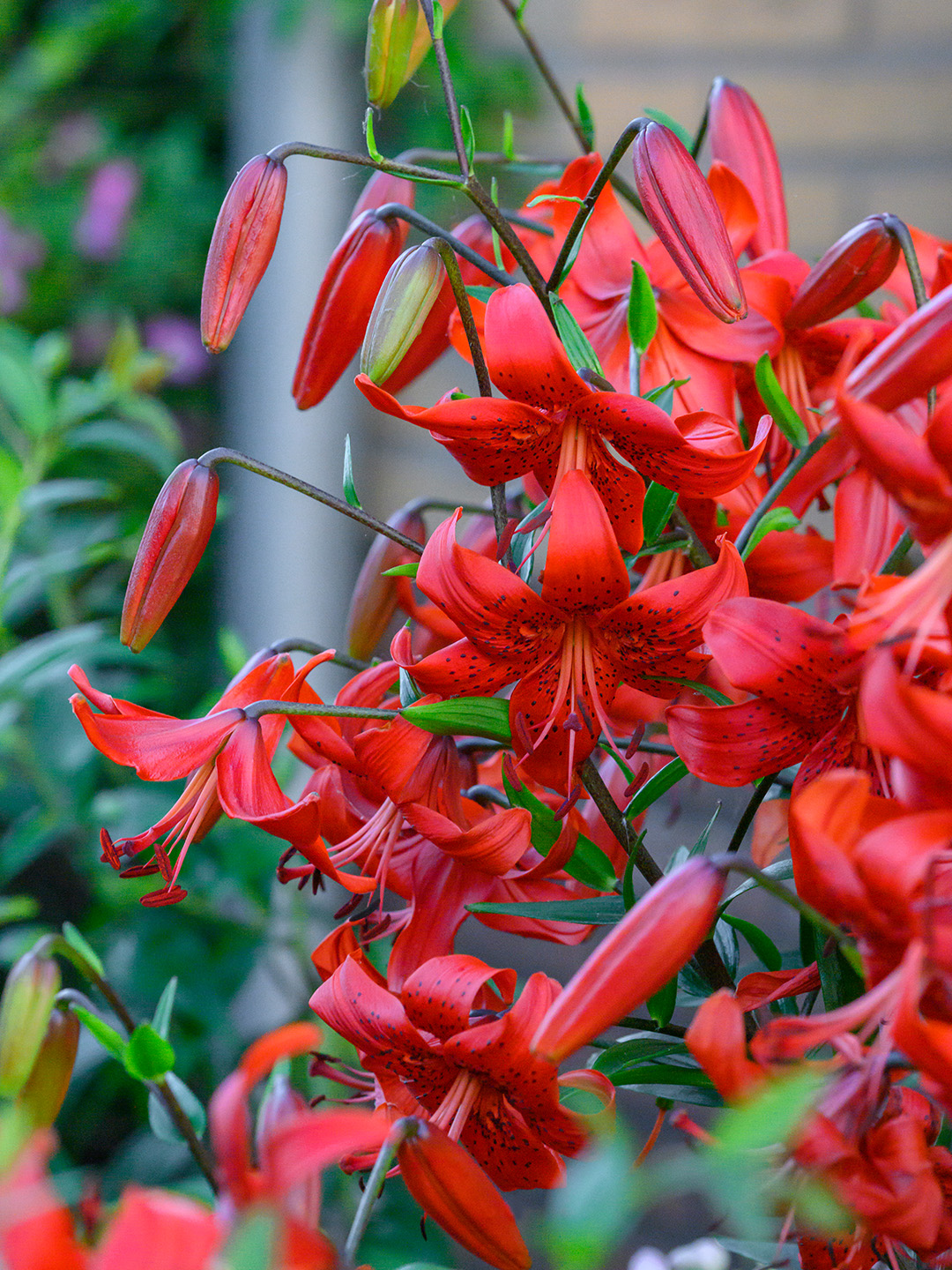Lilium red Life