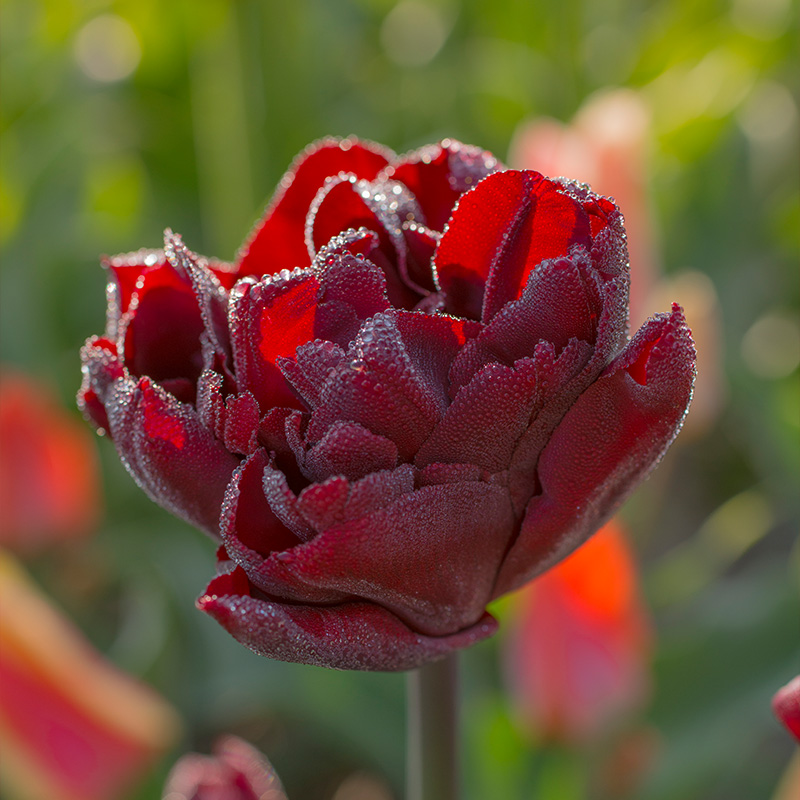 Tulp Palmyra®