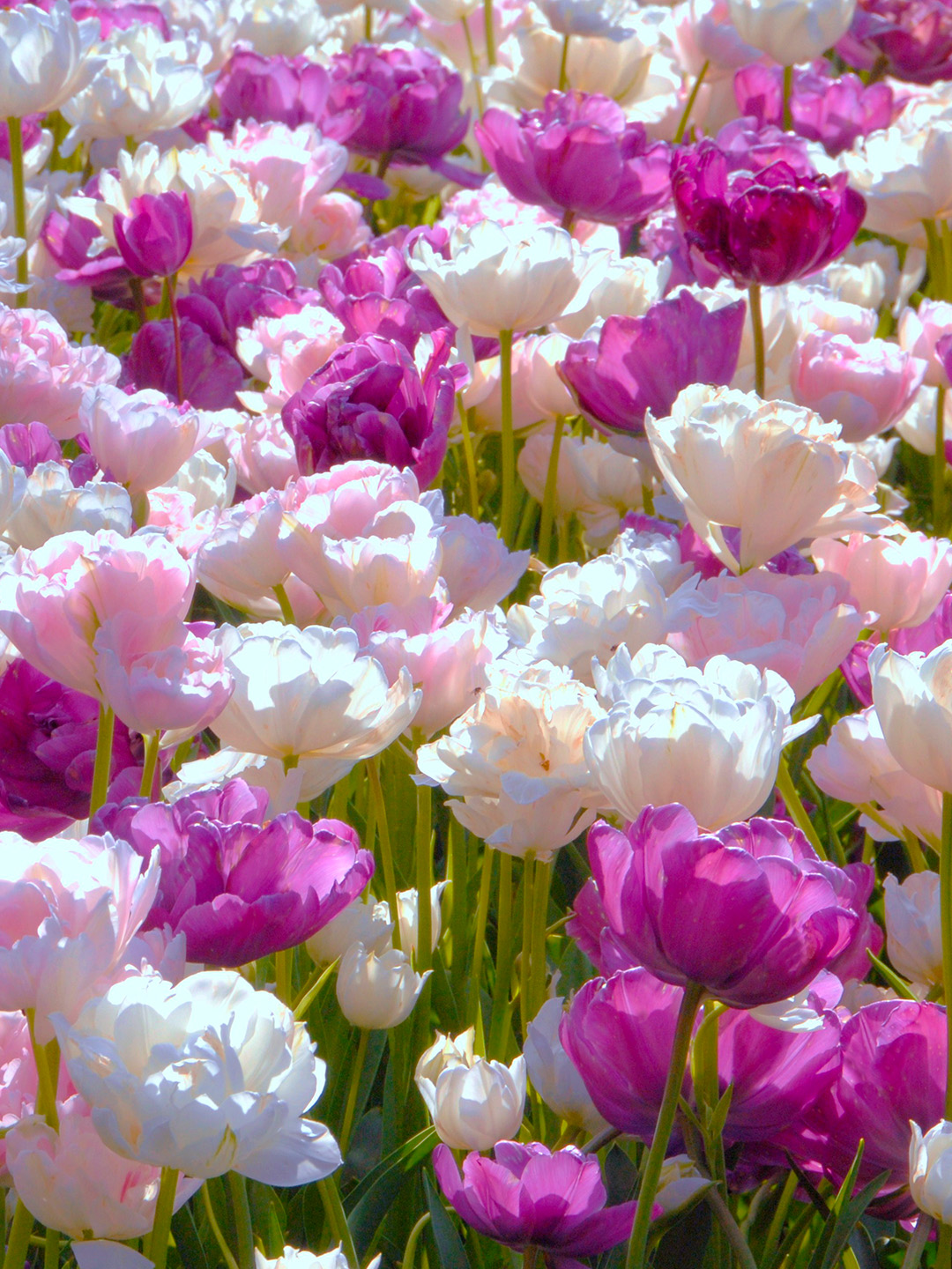 Bloembollenpakket Tulpen "May romance"