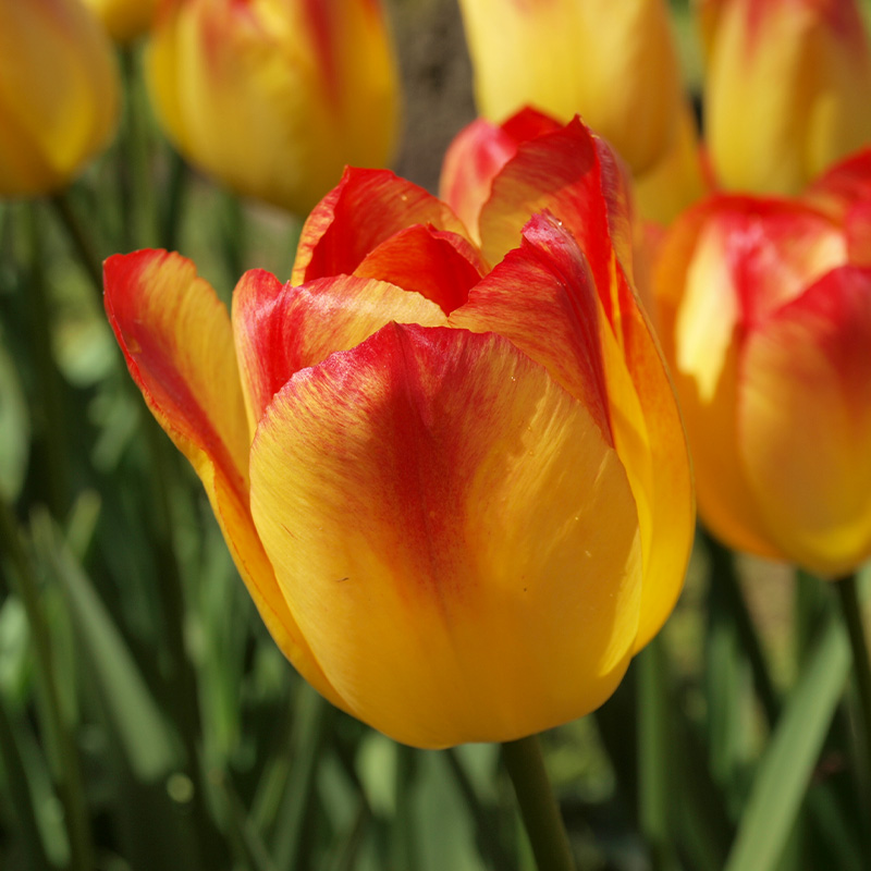 Tulp Suncatcher®