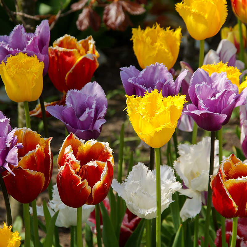 Bloembollenpakket Gefranjerde Tulpen