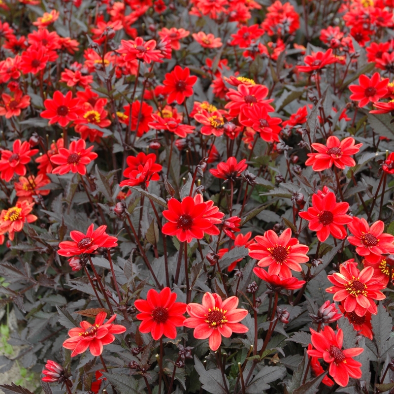 Dahlia Pulp Fiction