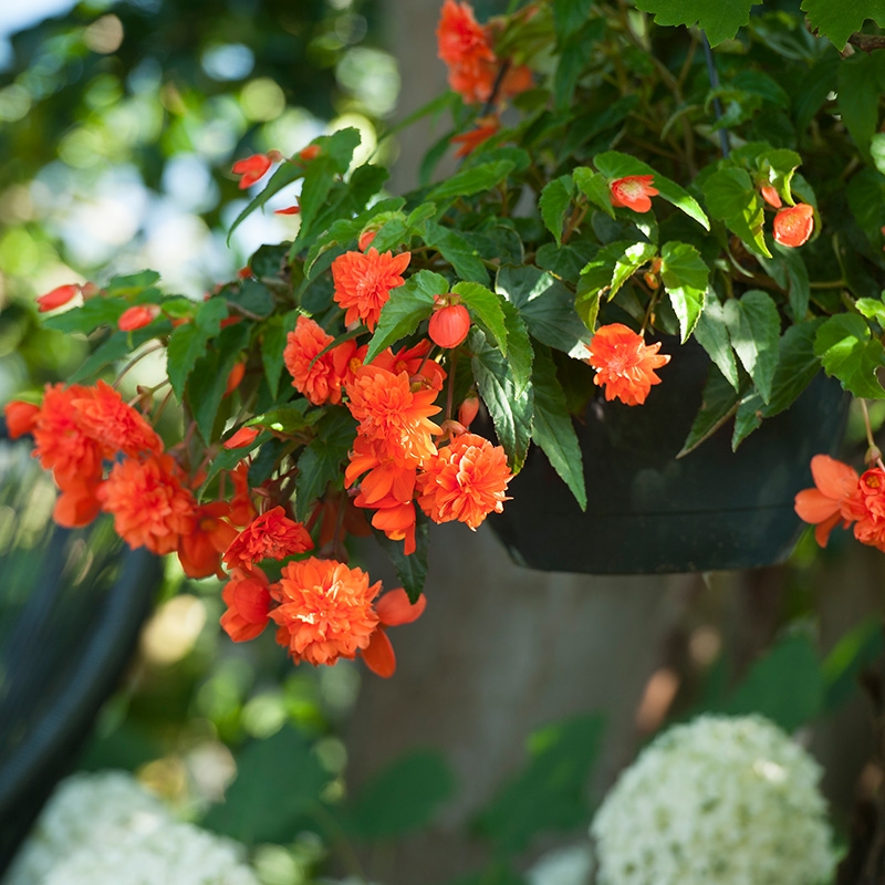 Begonia pendula oranje