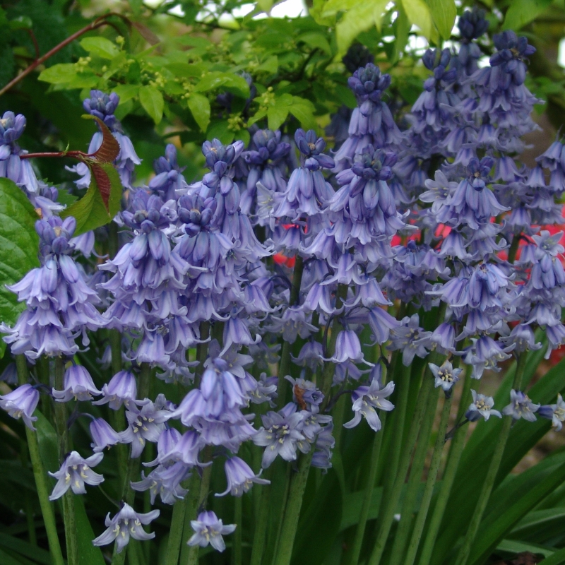 Spaanse boshyacint (Hyacinthoides) Excelsior
