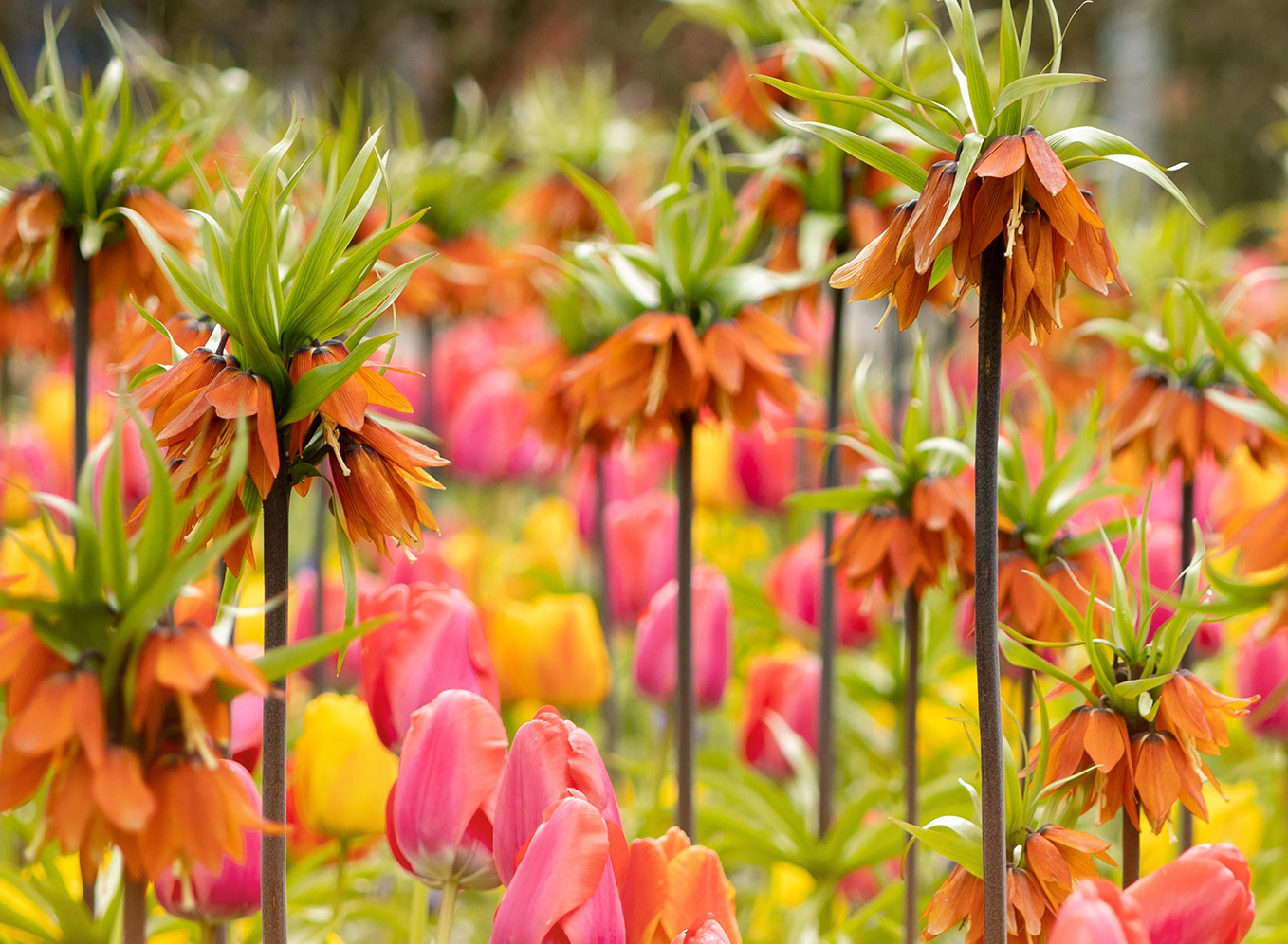 Tulpen en Keizerskronen: Een betoverende combinatie voor spectaculaire borders