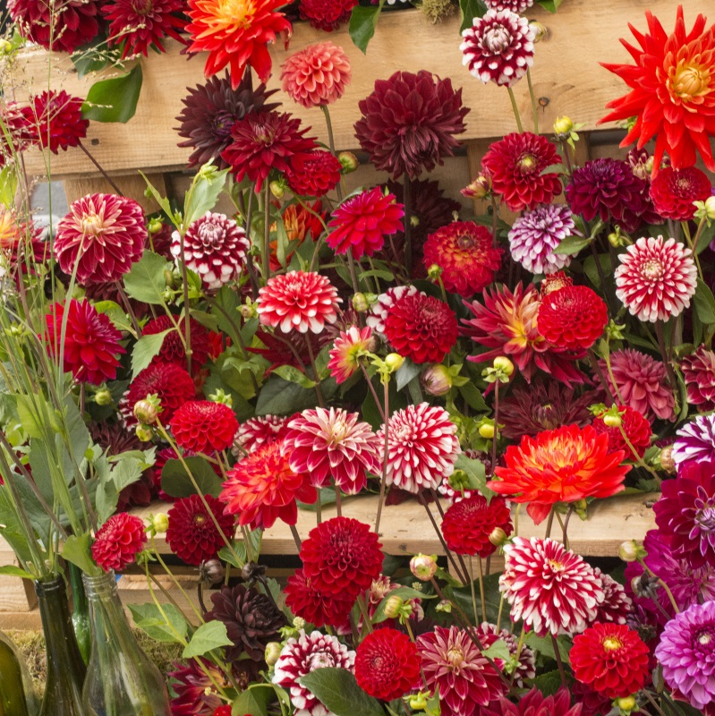 Dahlia Reds and Two Tone Mix