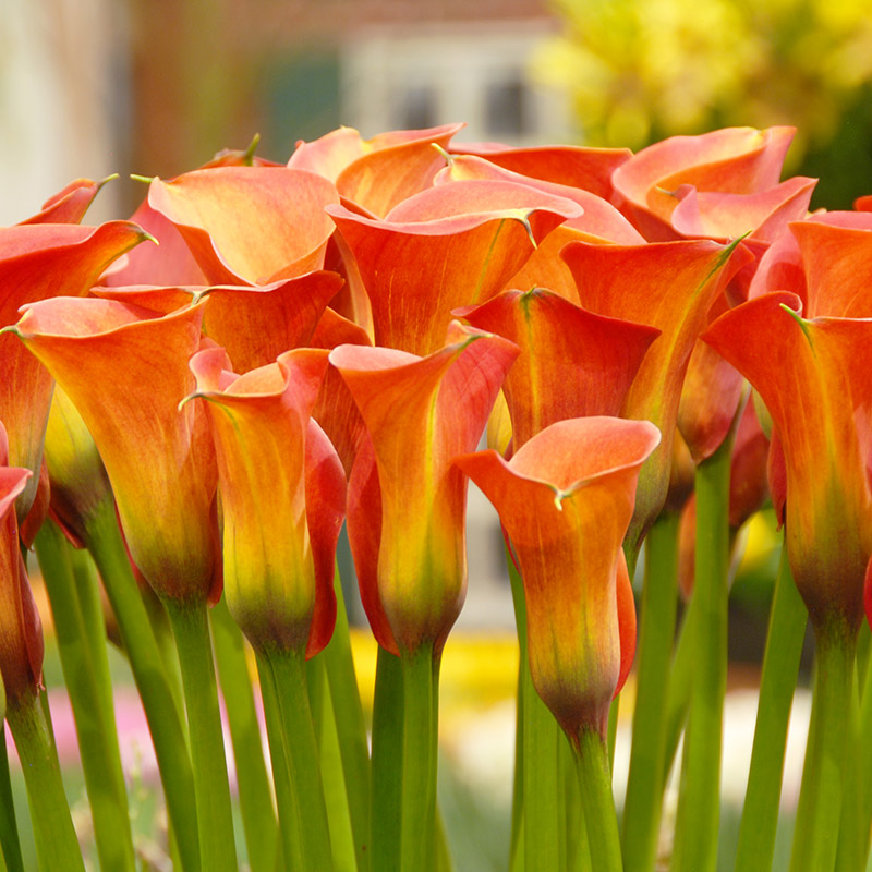 Zantedeschia Captain Odeon®