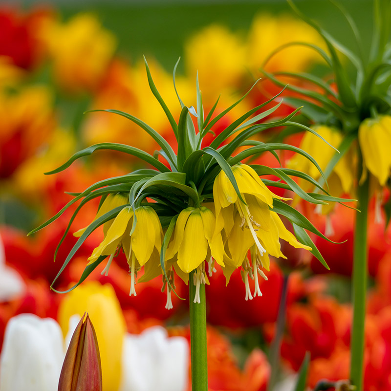5710-Fritillaria-Lutea-2