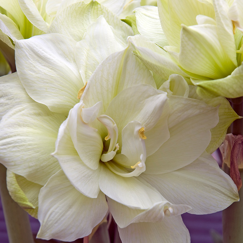 Amaryllis Marilyn®