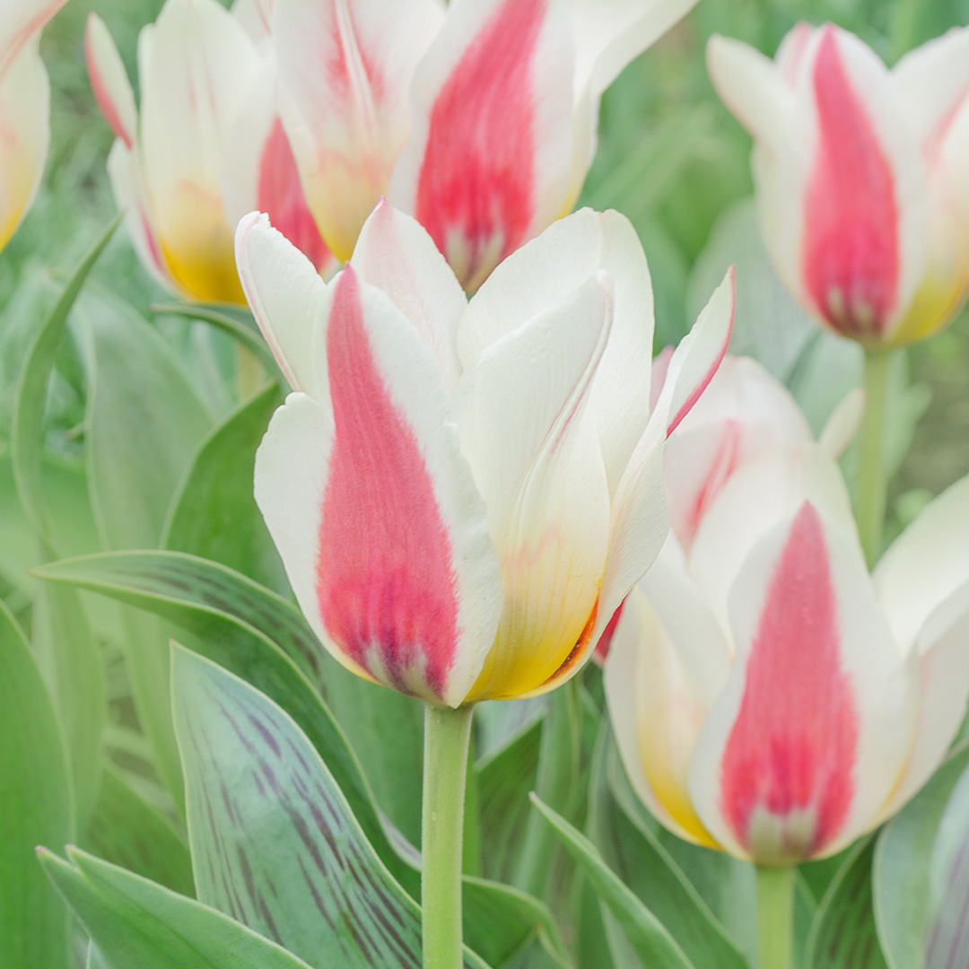 Tulp Tarafa